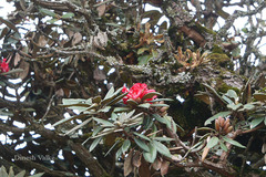 Rhododendron arboreum subsp. nilagiricum